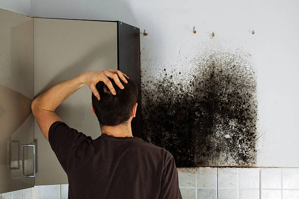 Office Mold Removal Services in Melbourne, FL